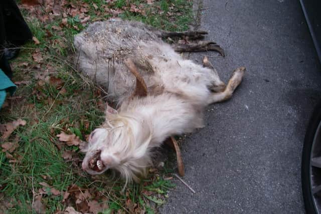 Goat found dumped in Bursledon. RSPCA
