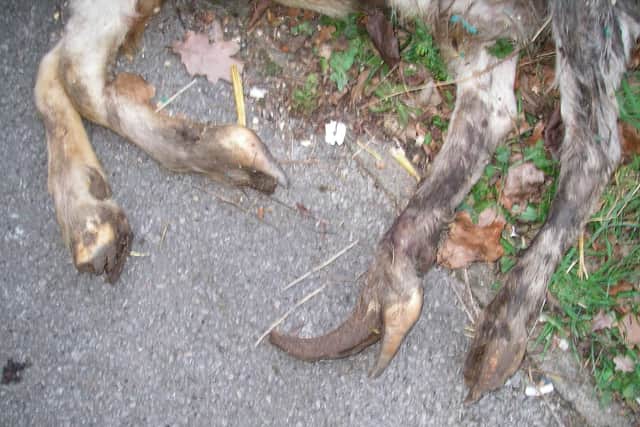 Goat found dumped in Bursledon. RSPCA.