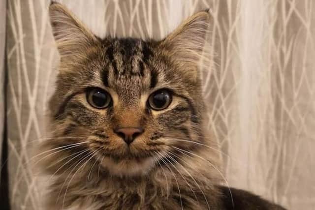 Harry the cat