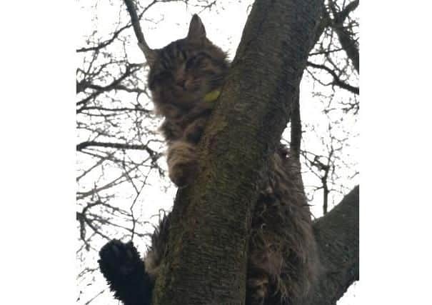 Harry the cat stuck in the tree