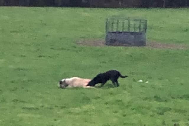 The Labrador attacking a sheep at Morris Farm near Horsham on Wednesday, January 16. Picture: Sussex Police