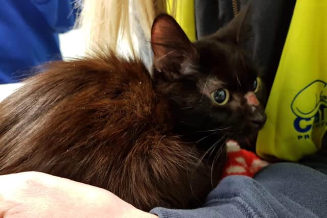 Libby after she was rescued following a fortnight out in the cold. Picture: Cats Protection