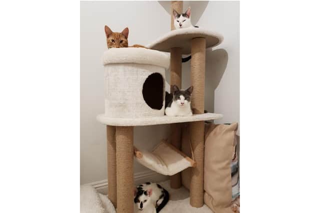All of the rescued cats on a cat tree. Picture: Cats Protection