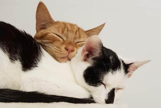 two of the rescued cats sleeping. Picture: Cats Protection