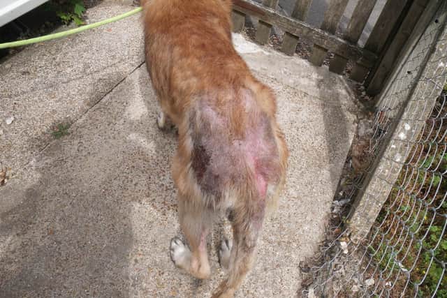 Chace the German Sheppard had to be put down because he was suffering so much. Picture: RSCPA