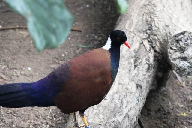 Pipi has arrived from Chester Zoo. Picture: Marwell Zoo