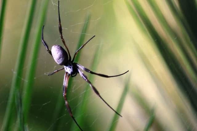 Six golden orb spiders are now calling the zoo home. Picture: Marwell Zoo