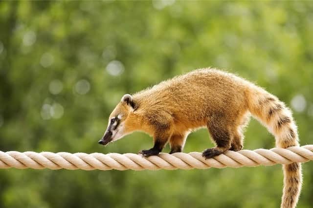 Marwell Zoo's ring-tailed coatis have left for Jimmy's Farm. Picture: Marwell Zoo