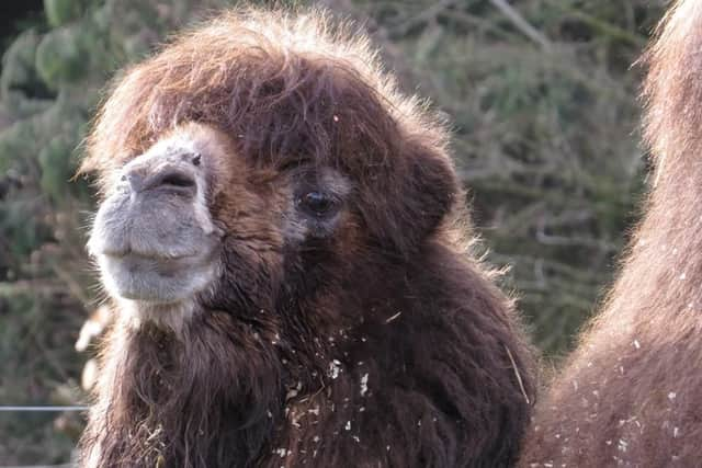 Darwin has bid farewell to the zoo and moved to a new home in Italy. Picture: Marwell Zoo