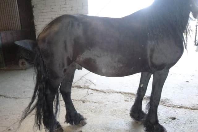 Photos of horses neglected by Joshua Pedelty, who was convicted at Portsmouth Magistrates' Court and banned from keeping horses after he was prosecuted by the RSPCA. Pictured is Eli after being rescued.

Picture: RSPCA