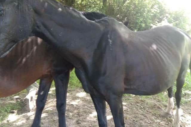 Photos of horses neglected by Joshua Pedelty, who was convicted at Portsmouth Magistrates' Court and banned from keeping horses after he was prosecuted by the RSPCA. Pictured is Duchess while pregnant.

Picture: RSPCA