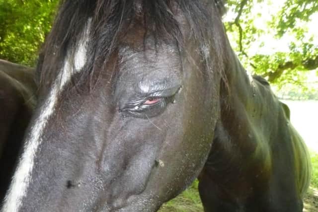 Photos of horses neglected by Joshua Pedelty, who was convicted at Portsmouth Magistrates' Court and banned from keeping horses after he was prosecuted by the RSPCA. Pictured is Duchess while pregnant.

Picture: RSPCA