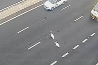 Two swans caused cause on the M3 this morning. Picture: Highways England/ Twitter