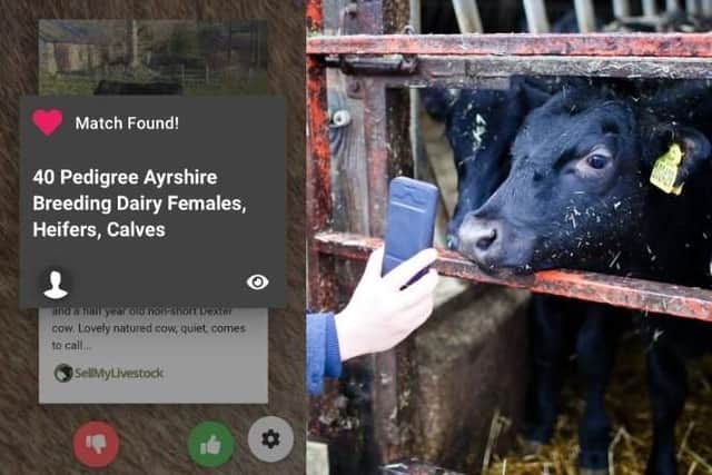 Tudder, app for farmers to match with livestock. Created by Jamie McInnes from Rowlands Castle.