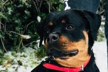 Rottweiler Mia who scared off thieves who attacked Darren and Ashley Selway at their home near Wincanton Way, Waterlooville