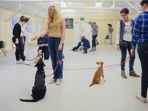 Puppy School already runs classes across Hampshire and West Sussex