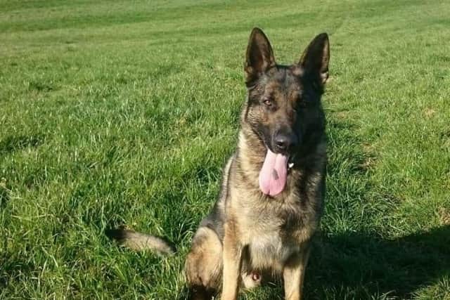 Police Dog Spike bit the suspected drug-dealer to stop him running off again. Picture: Sussex Police