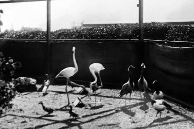Flamingos and geese in the zoo at HMS Excellent, Whale Island.
