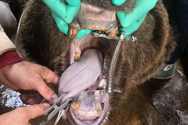 A close-up of a bear's teeth which dentist Paul Cassar was treating.