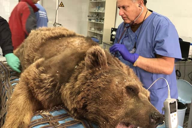 Paul Cassar assessing a bear.
