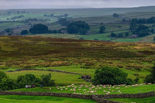 Rich green pastures near Gearstones, Ribblesdales, in the heart of the Yorkshire Dales. Picture: James Hardisty/Yorkshire Post