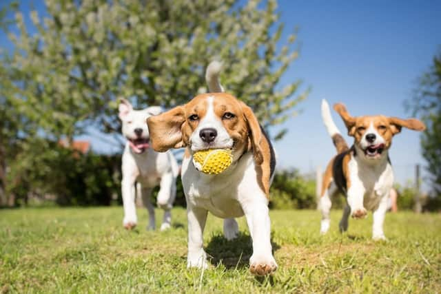 Stock image of dogs