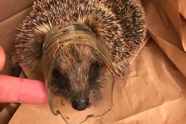 RSPCA - Hedgehog stuck in glass jar