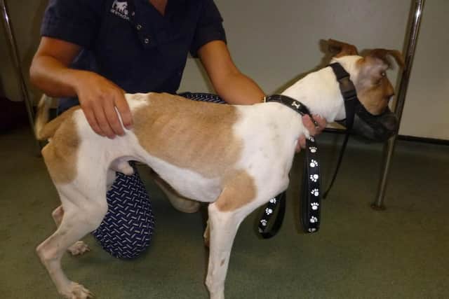 Two dog owners have been fined and banned from keeping animals after dogs Sazzle and Leggs were found 'starved' and 'skeletal' by RSPCA inspectors. Both 43-year-old Jason Bowditch and 44-year-old Samantha Rees-Bowditch from Whitworth Road in Gosport were fined and banned from keeping animals for three years. Pictured is: Sazzle when rescued.Picture: RSPCA