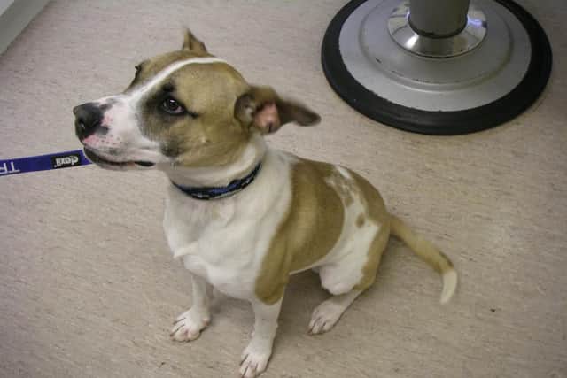 Two dog owners have been fined and banned from keeping animals after dogs Sazzle and Leggs were found 'starved' and 'skeletal' by RSPCA inspectors. Both 43-year-old Jason Bowditch and 44-year-old Samantha Rees-Bowditch from Whitworth Road in Gosport were fined and banned from keeping animals for three years. Pictured is: Sazzle now.Picture: RSPCA