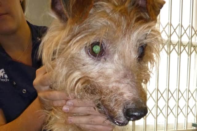 Two dog owners have been fined and banned from keeping animals after dogs Sazzle and Leggs were found 'starved' and 'skeletal' by RSPCA inspectors. Both 43-year-old Jason Bowditch and 44-year-old Samantha Rees-Bowditch from Whitworth Road in Gosport were fined and banned from keeping animals for three years. Pictured is: Leggs when rescued.Picture: RSPCA