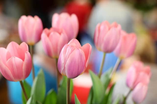 Award-winning tulips. Purbrook Horticultural Society's Spring Show, Deverell Hall, Purbrook. Picture: Chris Moorhouse. (240319-)