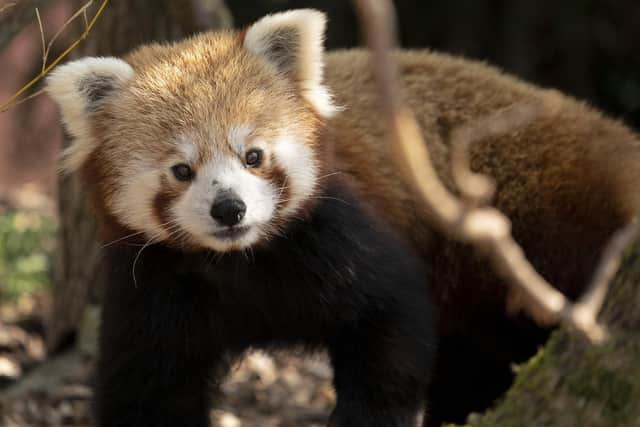There are hundreds of animals to admire at Marwell, including giraffes, tigers, meerkats, and penguins. There are also three adventure playgrounds and a train, in case the animals arent enough to keep the little ones occupied.