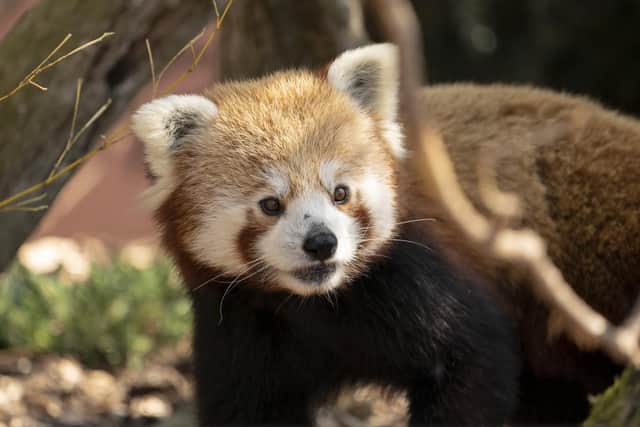 Peter the red panda has joined Marwell Zoo. Picture: Jason Brown