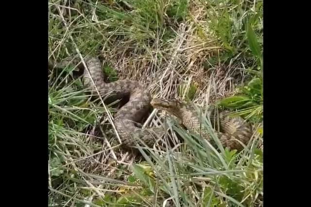 The snake was spotted in Alver Valley, near the Apple Dumpling Bridge. Picture: Chris Macintosh