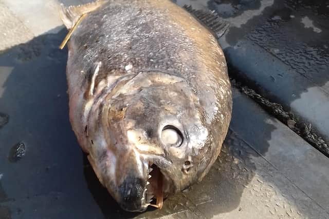 The pirahna was found beneath a fishing peg. (Photo: Lisa Holmes)