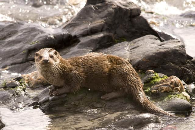 Otters are starting to make a comeback. Picture: Amy Lewis/HIWWT