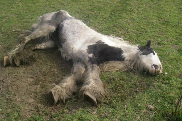 The pony, thought to be five years old, pictured during the tragic incident in North Warnborough, Hampshire, yesterday. Picture: RSPCA