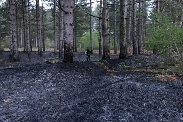A firefighter inspects scorched land at Havant Thicket, after a 300m by 300m blaze in the early hours of this morning. Picture: Glenn Kavanagh