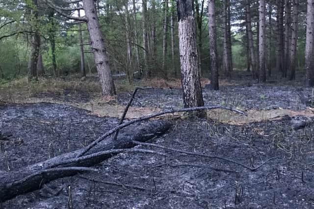 Scorched land at Havant Thicket after a 300m by 300m blaze in the early hours of this morning. Picture: Glenn Kavanagh
