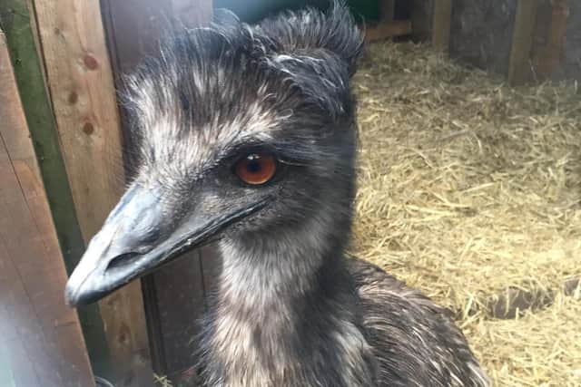 Elvis the emu was rescued by the RSPCA after being found living with chickens in a small back garden.