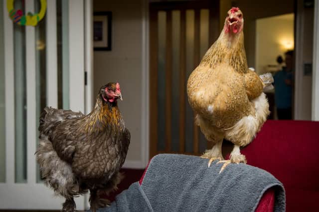 Smokey, left, and Gill on a chair
Picture: Habibur Rahman