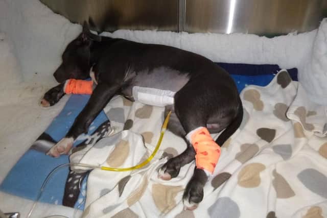 Bronson at the vets, after being attacked by Andrew Cook. Picture: RSPCA