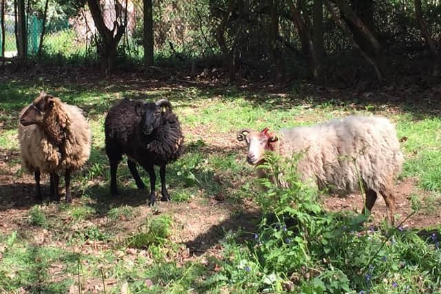 Sheep in the Alver Valley Country Park who were attacked