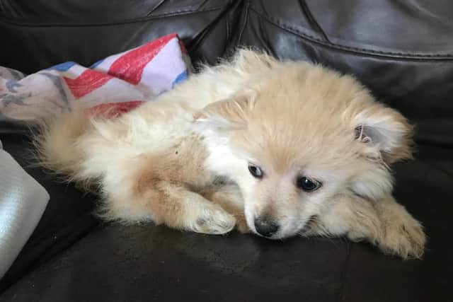 The nine-week old puppy was wrapped in a bin bag and buried alive. Picture: RSPCA