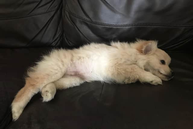 Sadly vets made the decision to put the pup down. Picture: RSPCA
