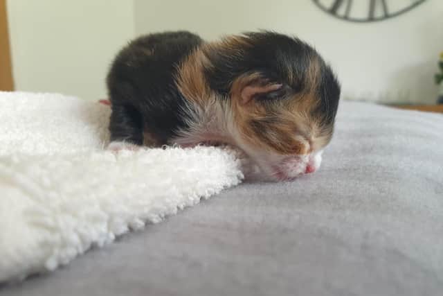 Little Nellie didnt know how to suckle after she was rescued but has since got the hang of it. Picture: Cats Protection