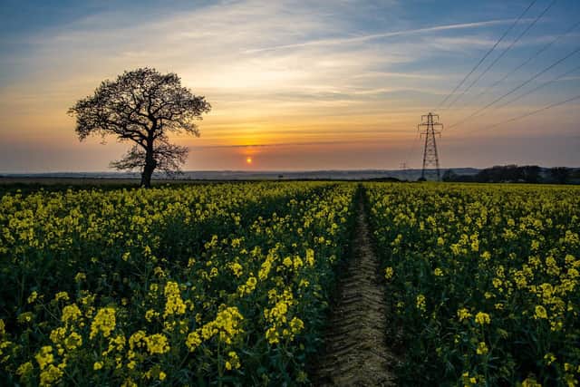 Rapeseed path with lone tree and pylon on Portsdown Hill by Liam Nash Photography