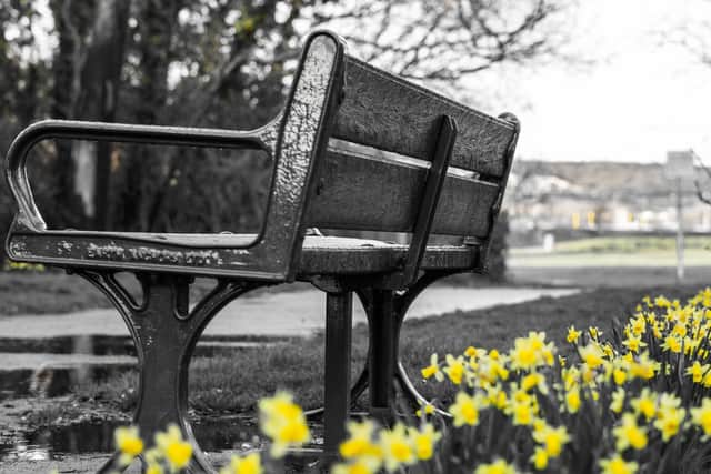 Daffodils in bloom at Porchester Castle by Liam Nash Photography