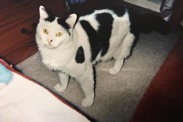 Stephanie's cat Asher