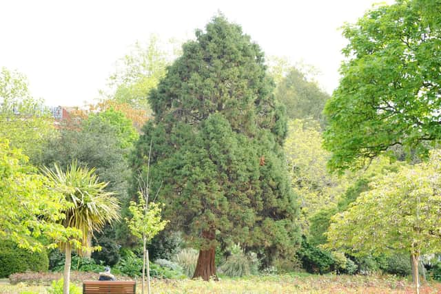 Magnificent trees in Victoria Park, Portsmouth.

Picture: Sarah Standing (060519-7033)